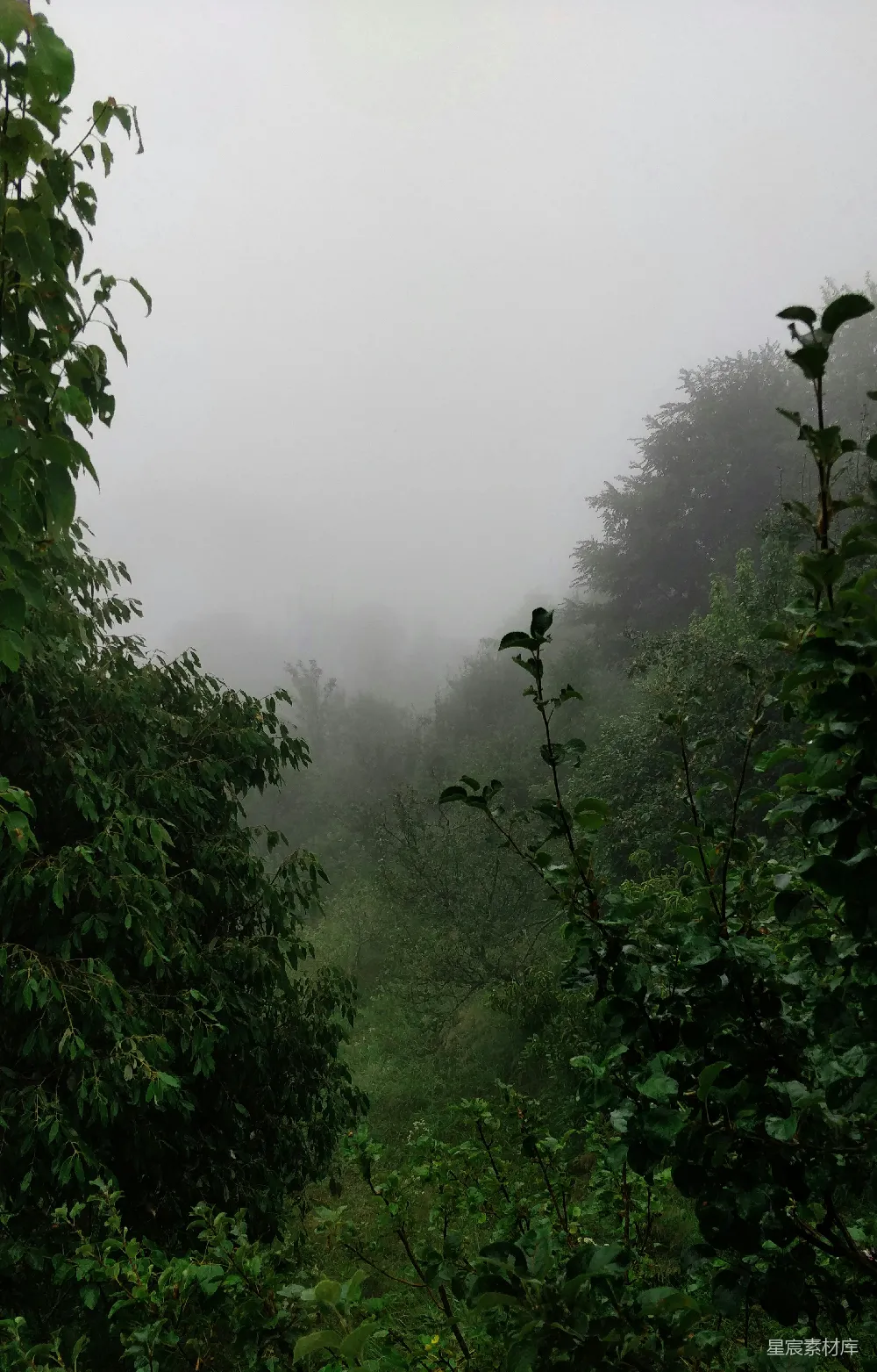 高清摄影  绿叶植物和树木