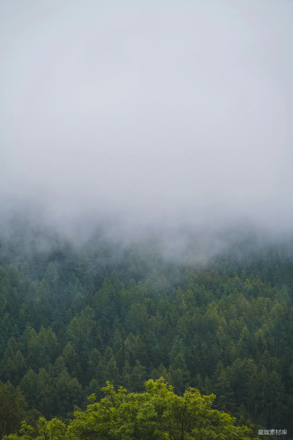 高清摄影  一只羊站在田野里，背景是一片森林。