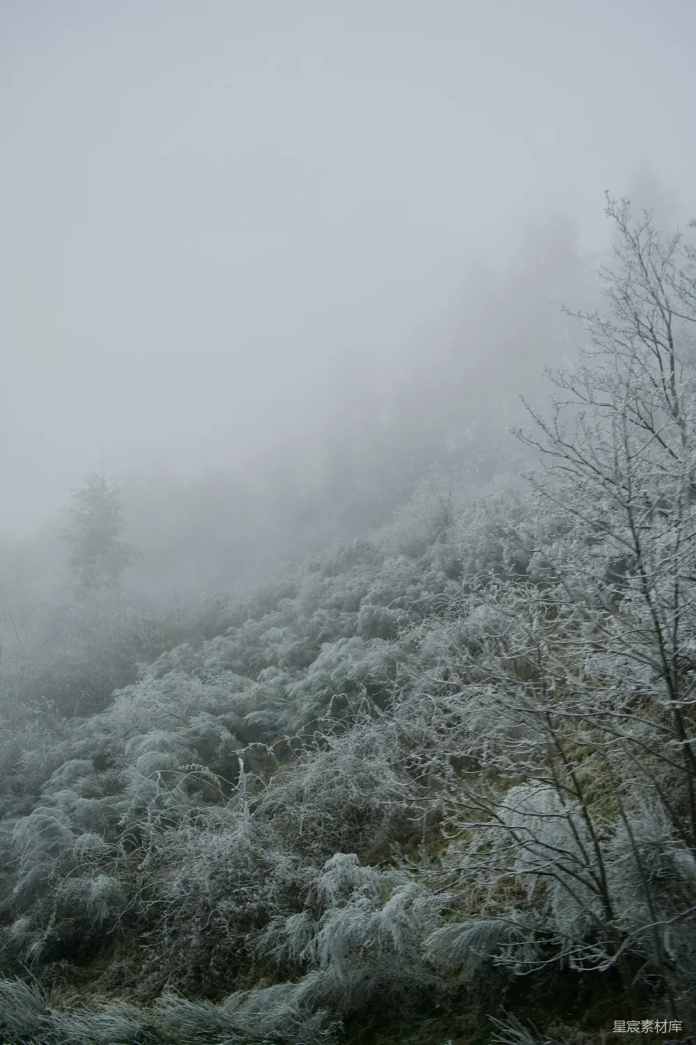 高清摄影  一座覆盖着雪的山，山的一侧有树木。