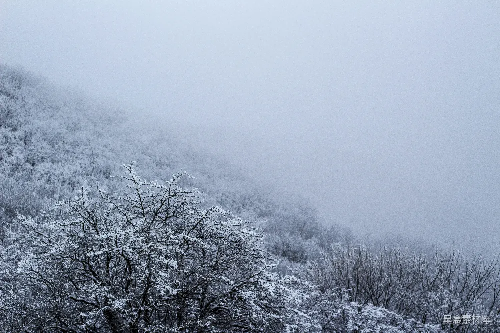 高清摄影 自然 壁纸 一片覆盖着积雪的森林，树木繁茂。