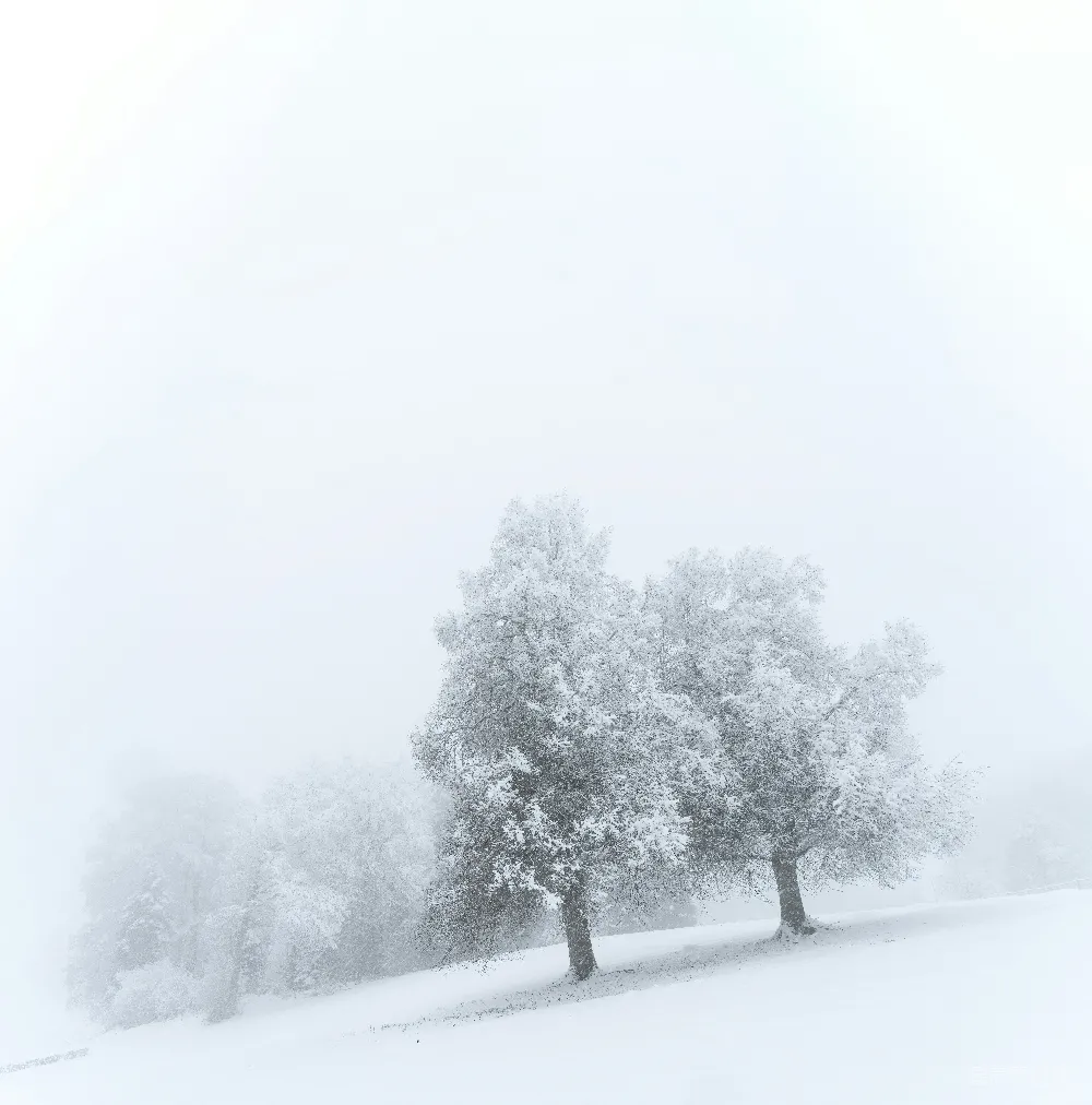 高清摄影  两棵被雪覆盖的树