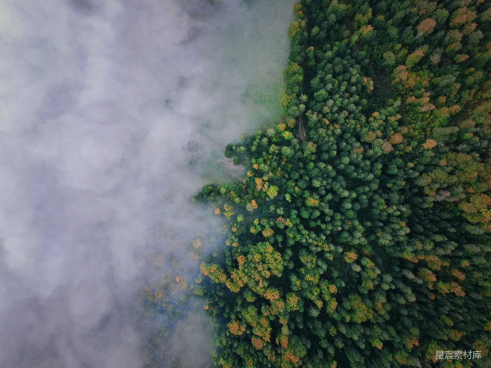 高清摄影  中午时分的森林俯瞰图