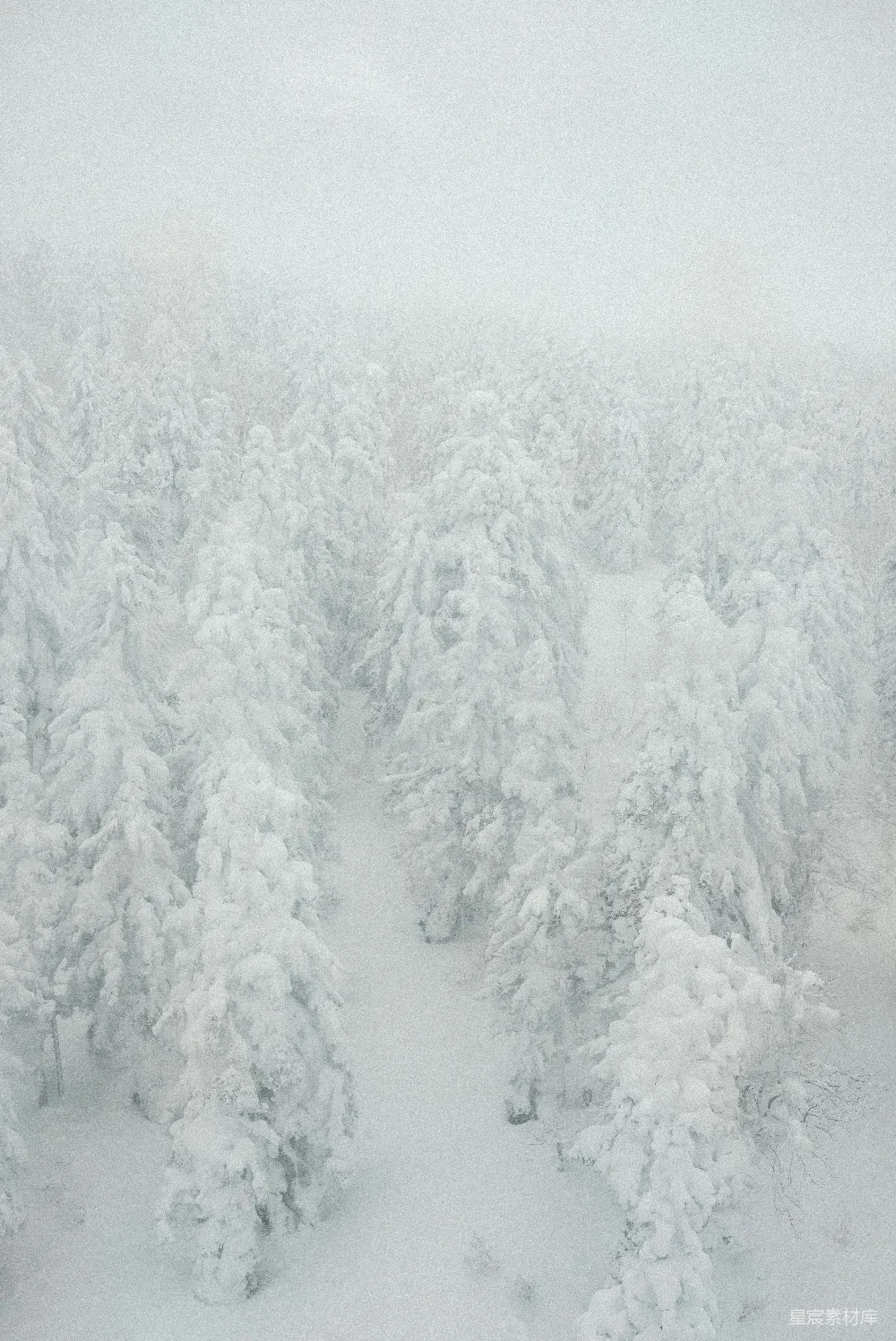 高清摄影 自然 一片被雪覆盖的树木林