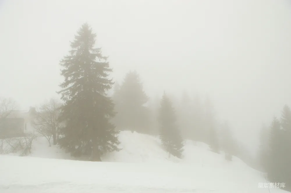 高清摄影  白雪覆盖的地面上的绿松树