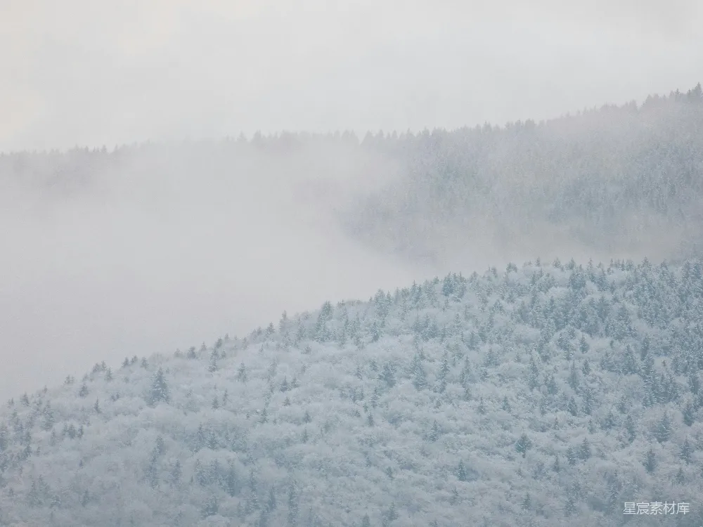 高清摄影  白雪覆盖的黑白树木