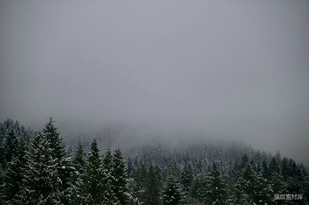 高清摄影  一片被雪覆盖的森林，旁边是一座山