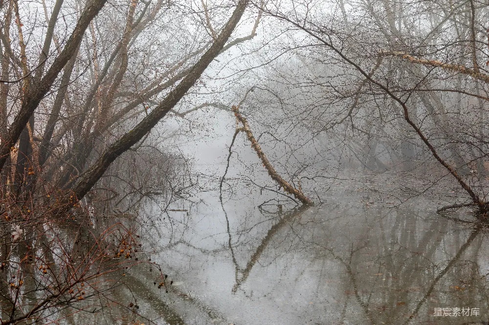 高清摄影  白天，雪地上的光秃秃的树