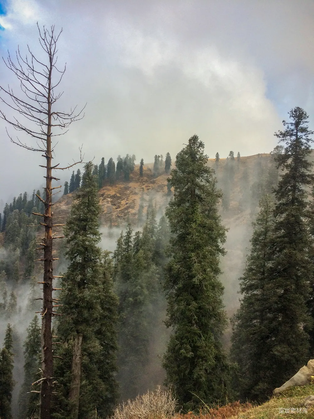 高清摄影 旅行 自然 壁纸 白天山上的绿松树