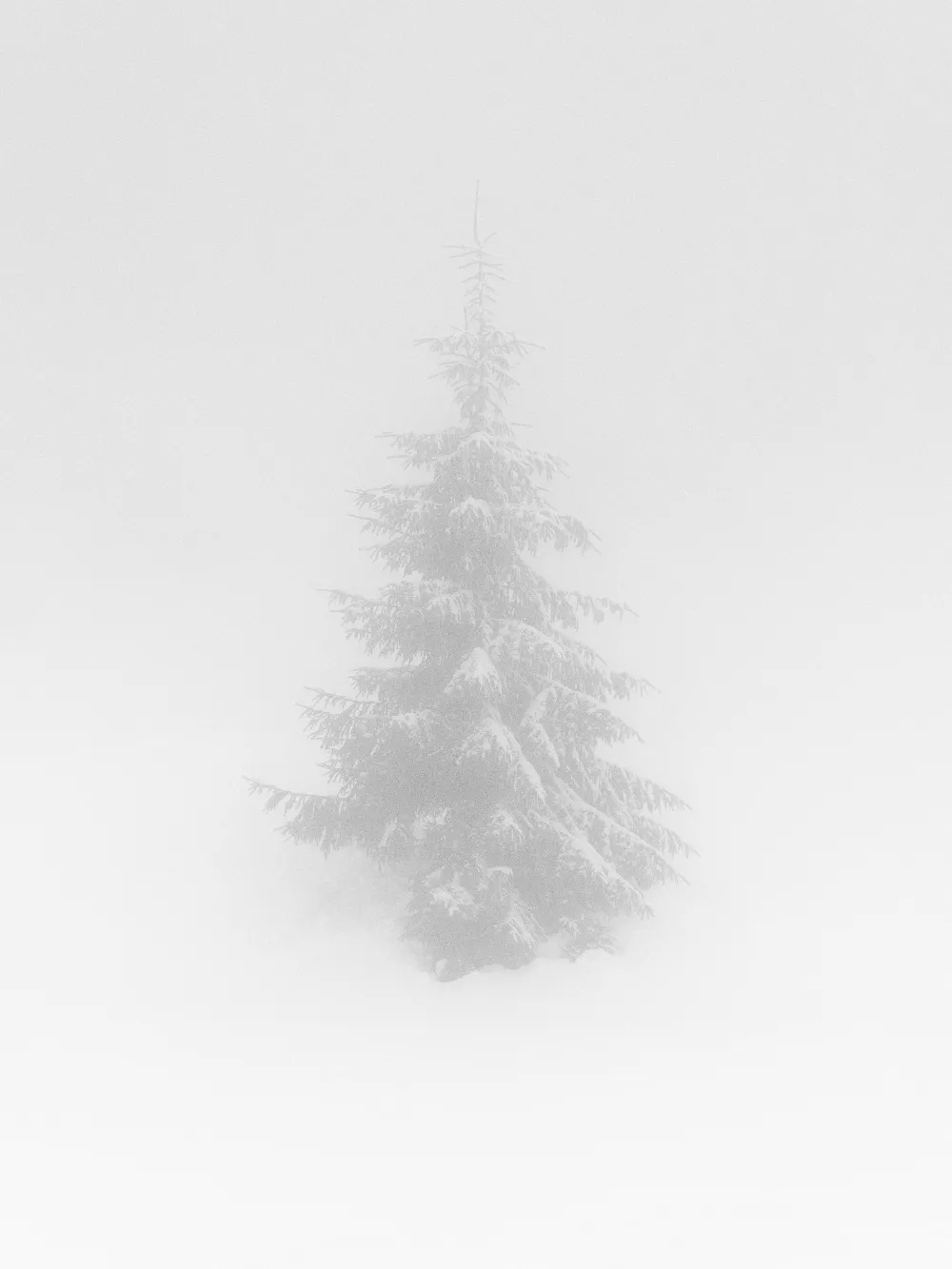 高清摄影 壁纸 自然 在浓雾中，一棵孤零零的被雪覆盖的松树。