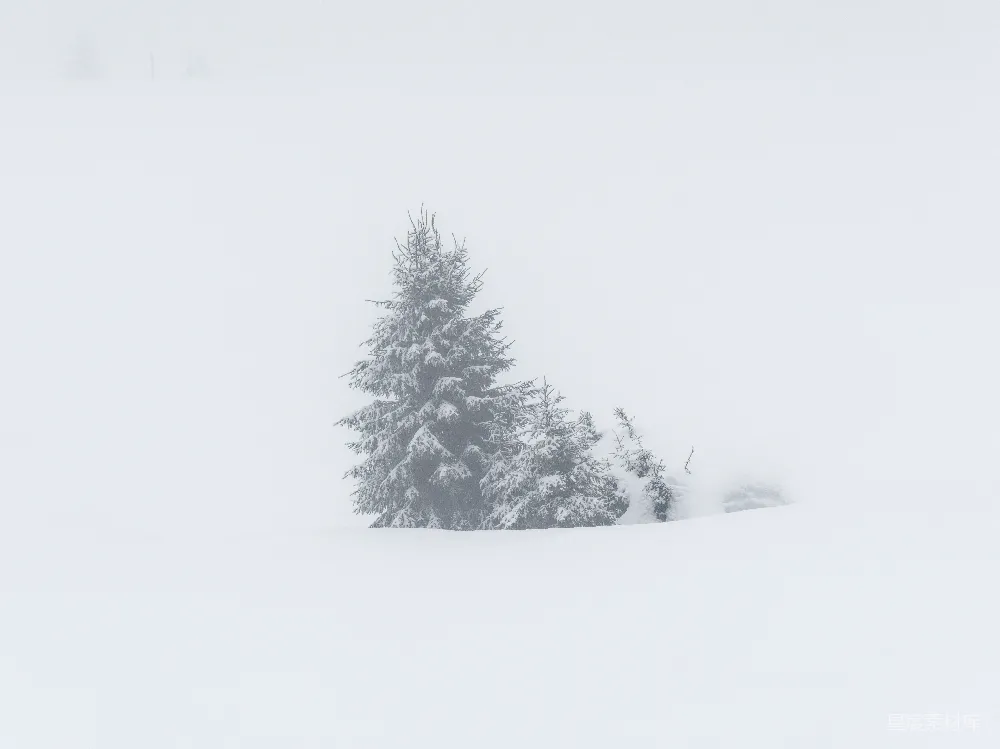 高清摄影  冬季景观中的积雪常青树。