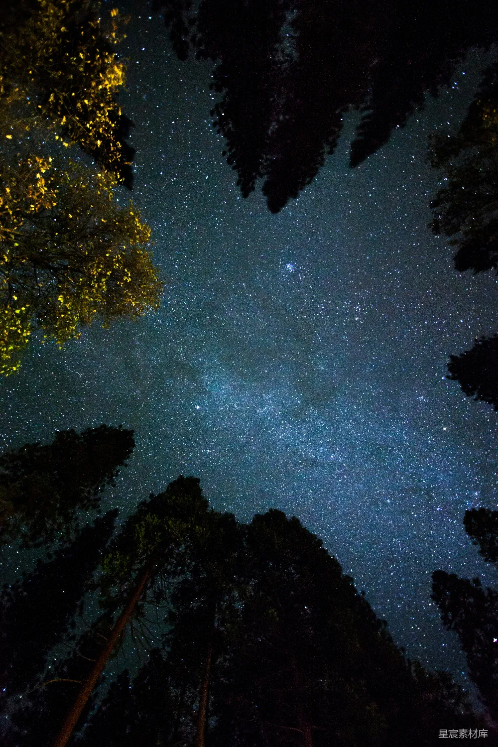 高清摄影  星星夜空下树木的俯视拍摄