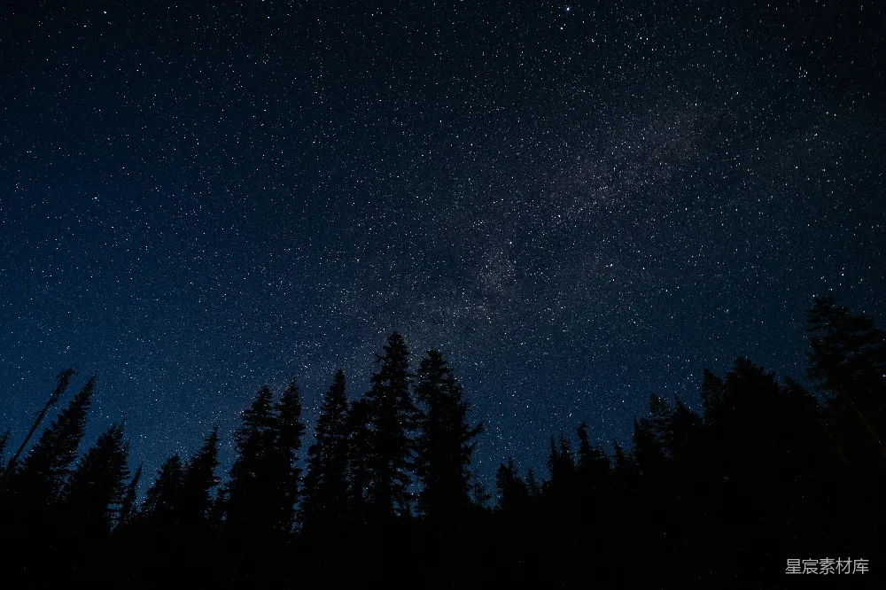 高清摄影  松树林在星空下照片