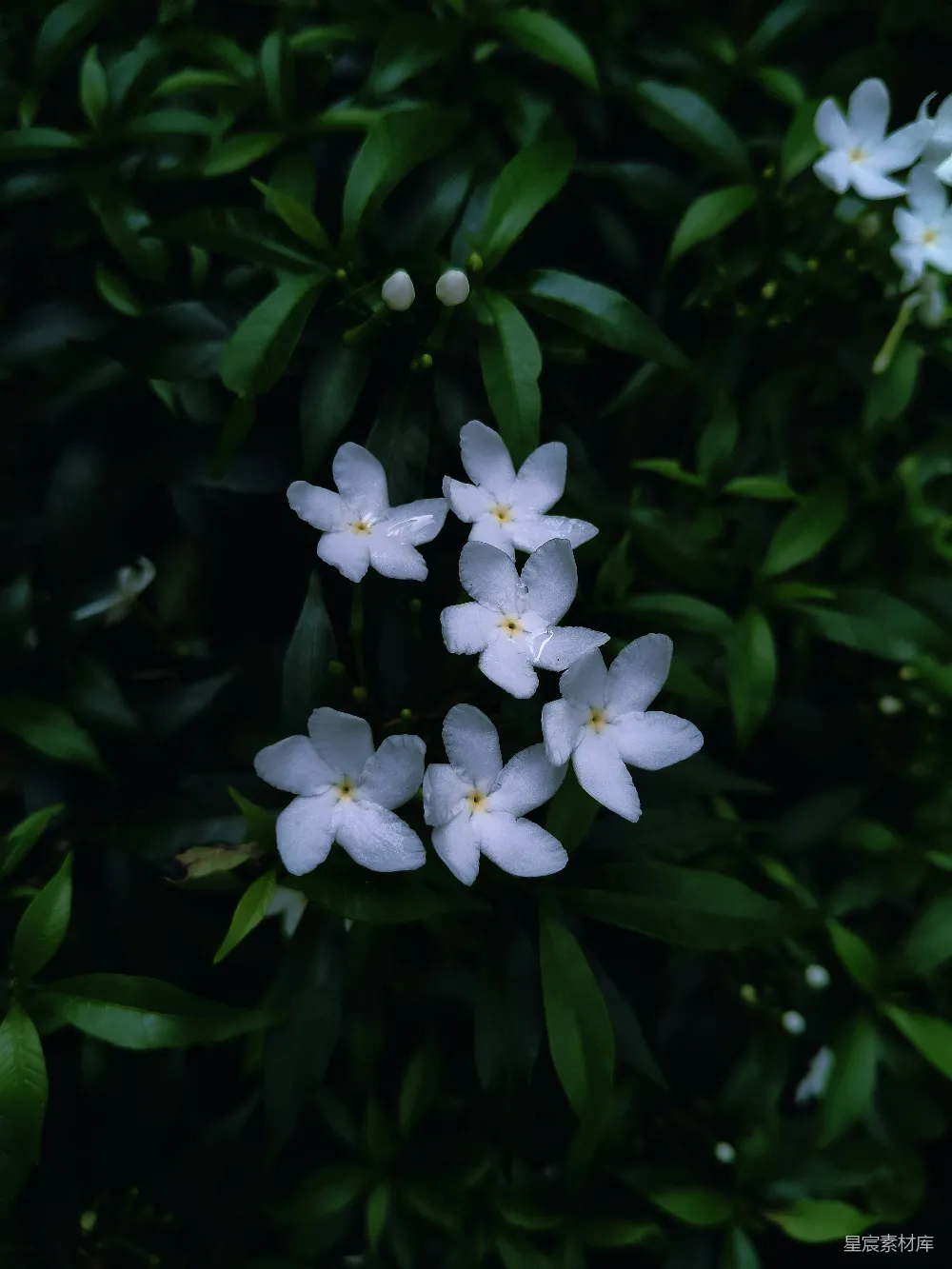 高清摄影  白色的茉莉花在深绿色的叶子中绽放。