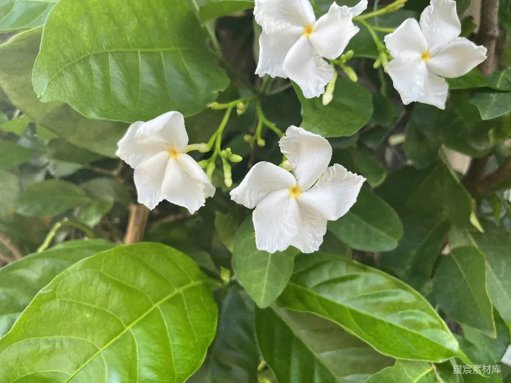 高清摄影  四朵白花在翠绿的叶子中绽放。