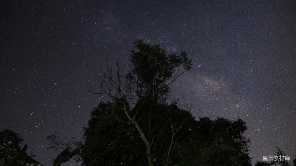 高清摄影  一棵树，背景是夜空。