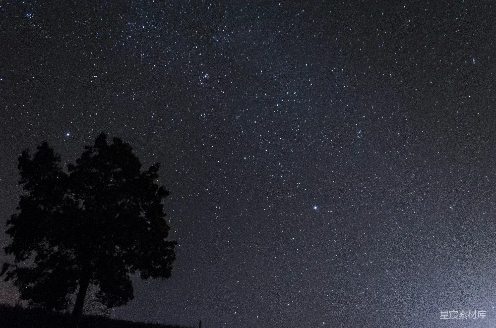 高清摄影  夜晚树木的剪影