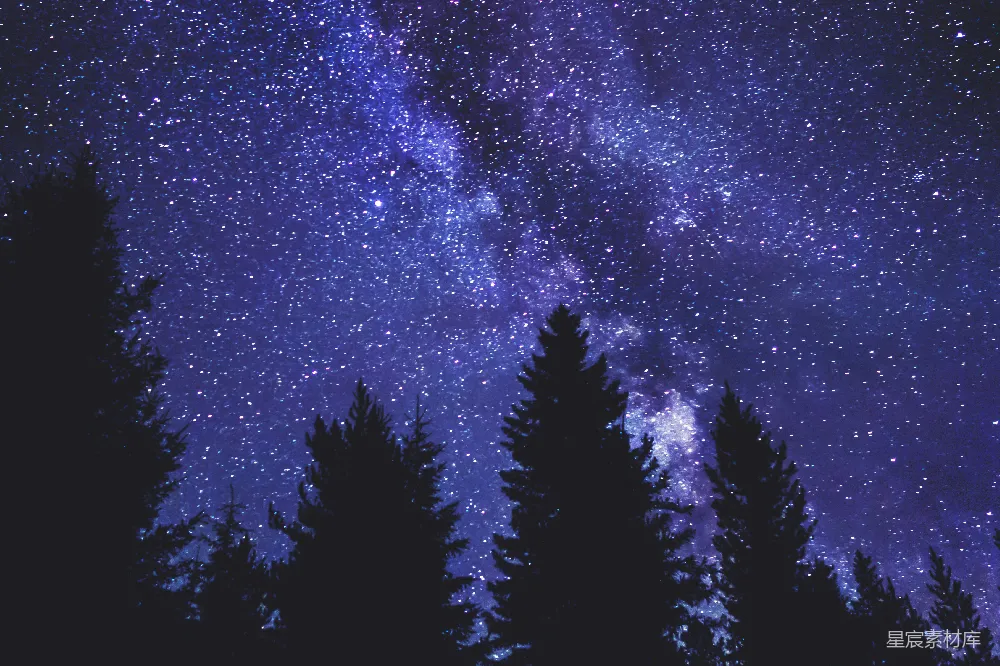 高清摄影  夜晚蓝天下的青松