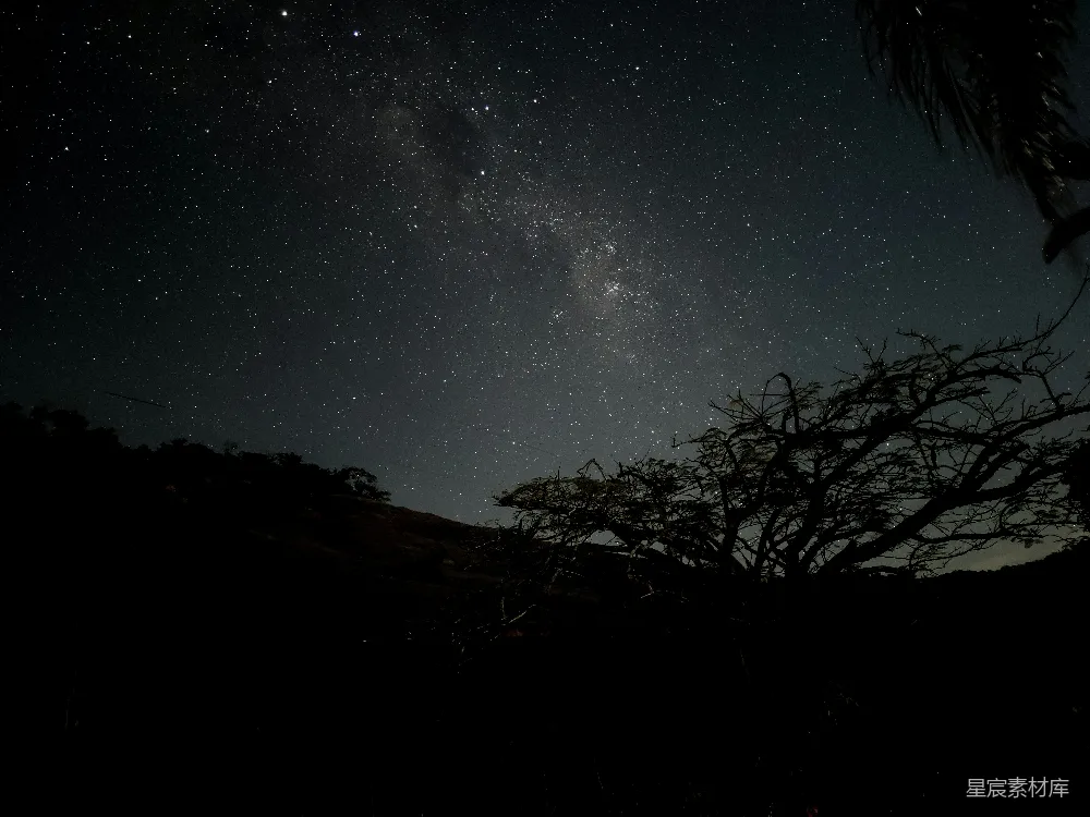 高清摄影  星空下的光秃秃的树