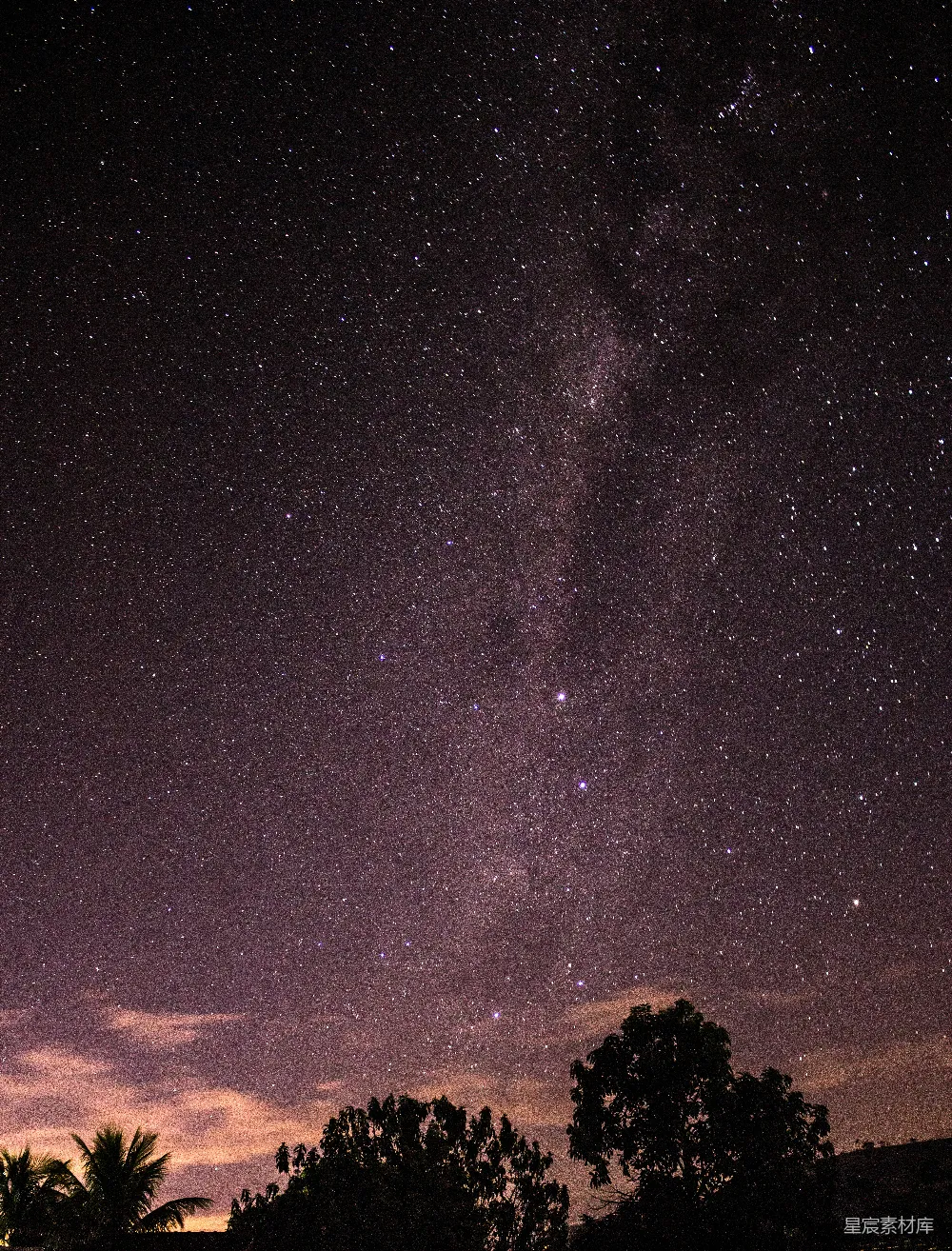 高清摄影  星夜下的树木剪影