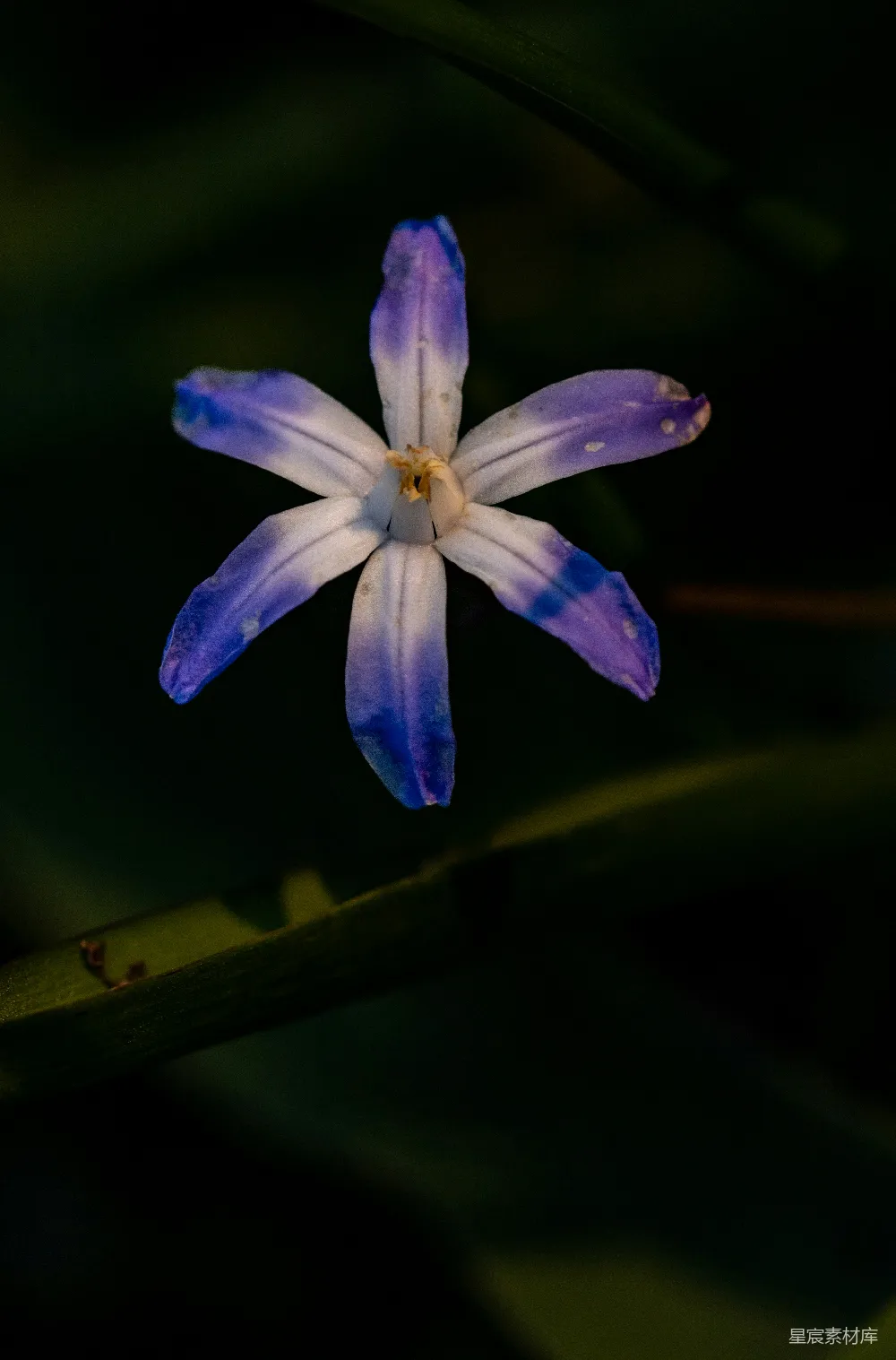 高清摄影  一朵淡紫色和白色相间的星形花朵正在绽放。