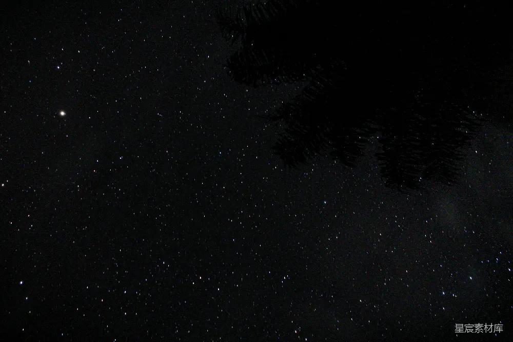 高清摄影  夜晚的星空与树木
