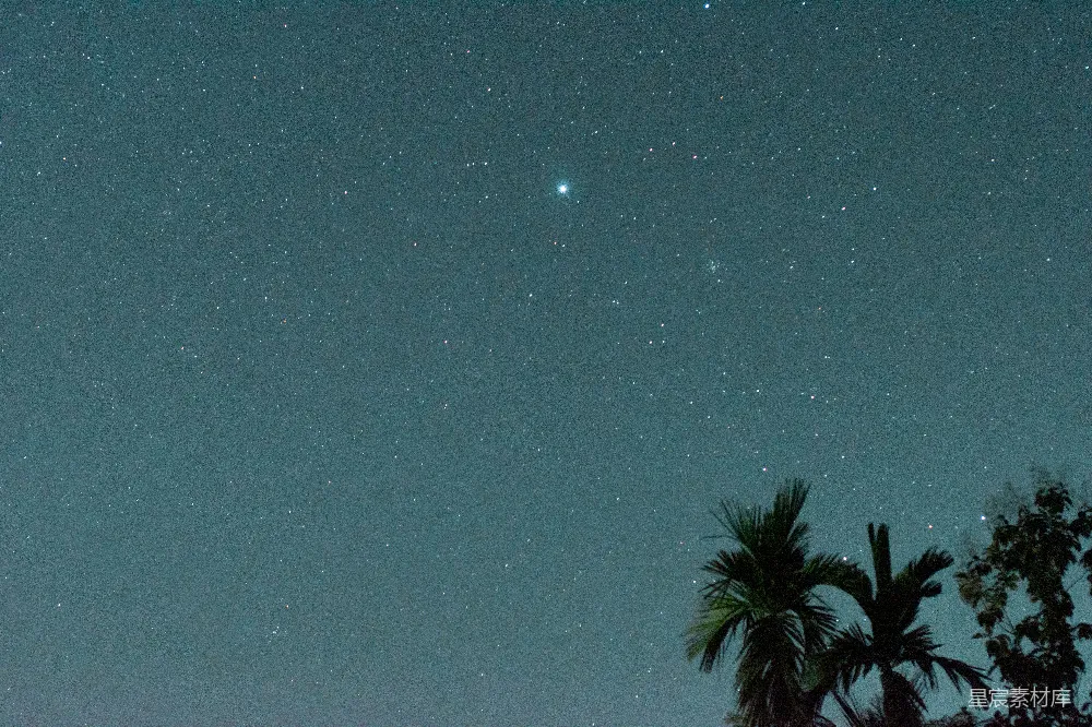高清摄影  夜空下的一棵绿色棕榈树