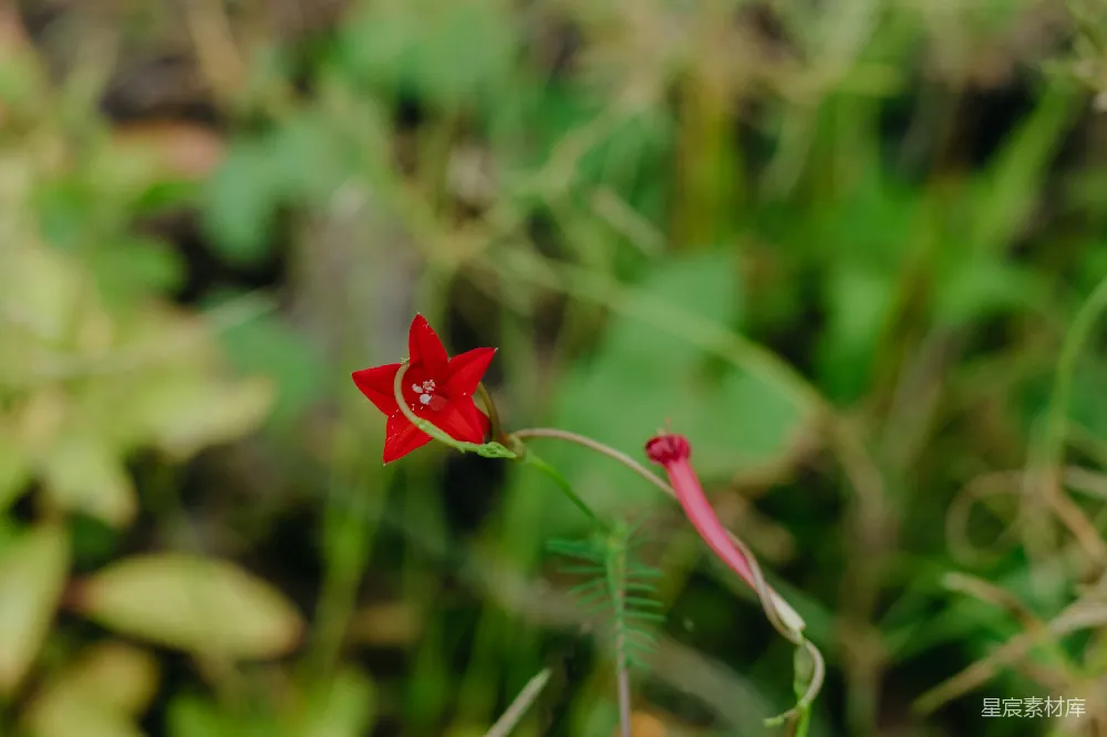 高清摄影 自然 一朵带有花蕾的红星形花朵，周围是绿色的叶子。