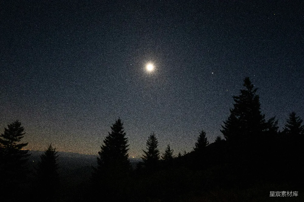 高清摄影  夜空中树木剪影