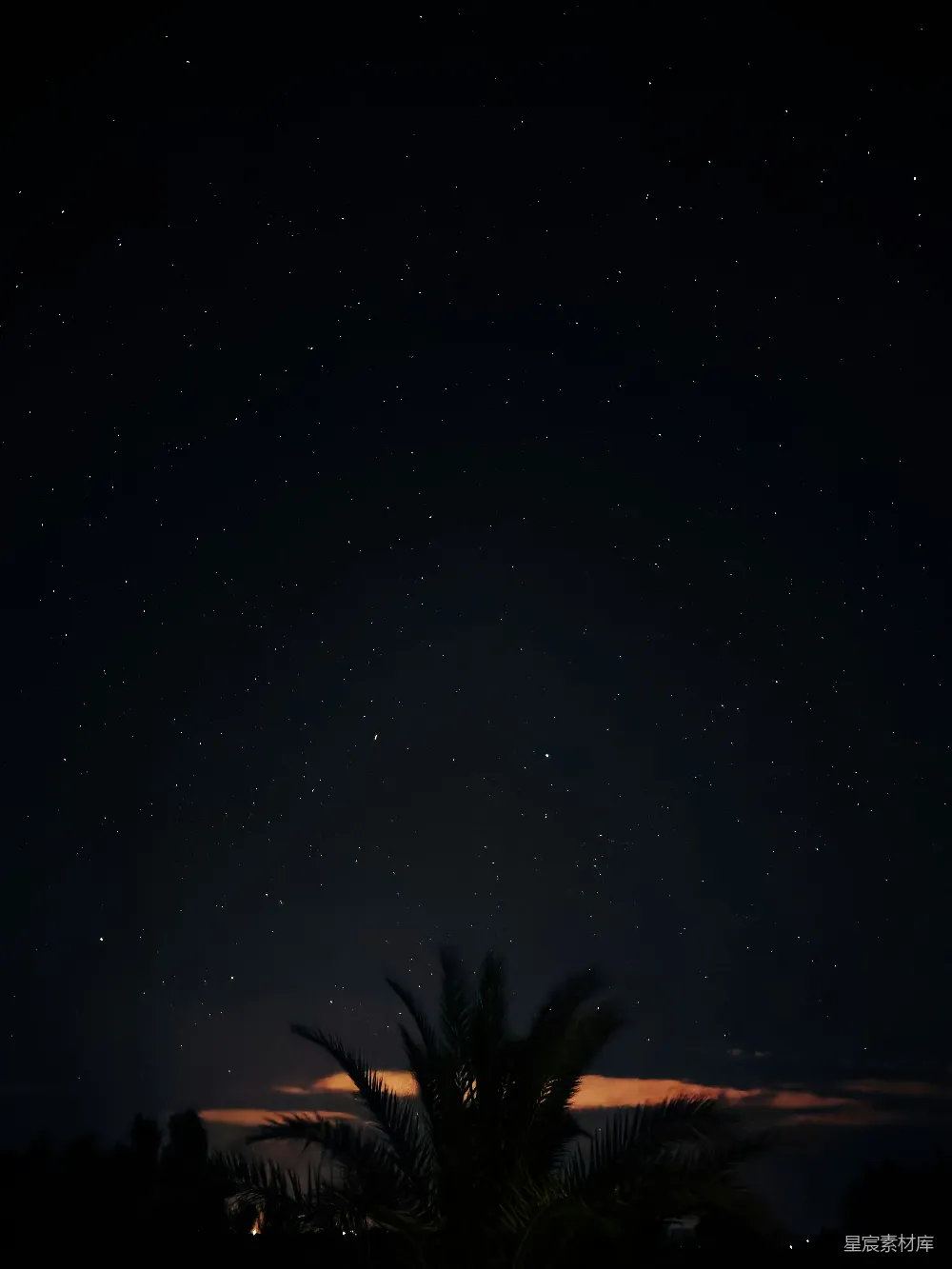 高清摄影  夜晚星空下棕榈树的剪影