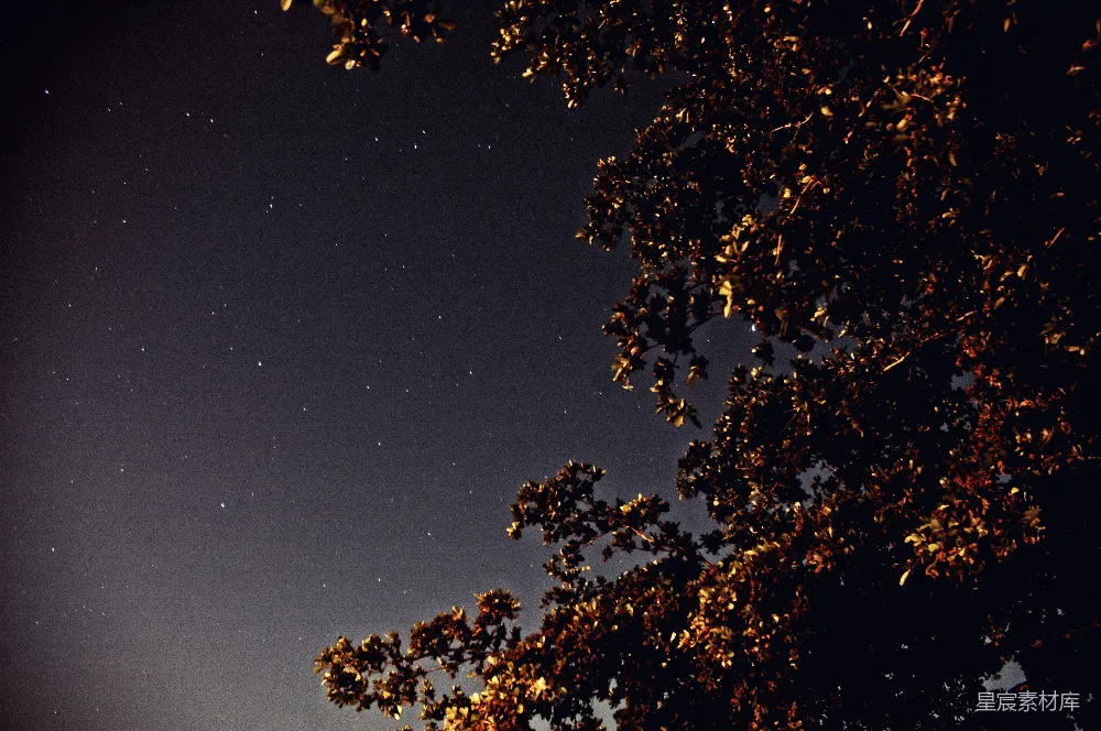 高清摄影  夜空中蓝天下的一棵绿树