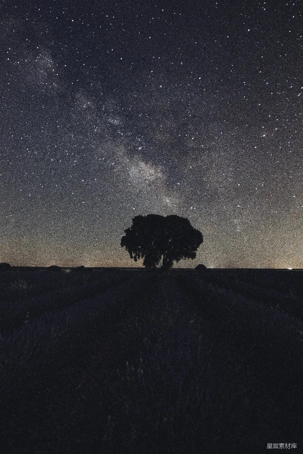 高清摄影 自然 树木剪影在星空下