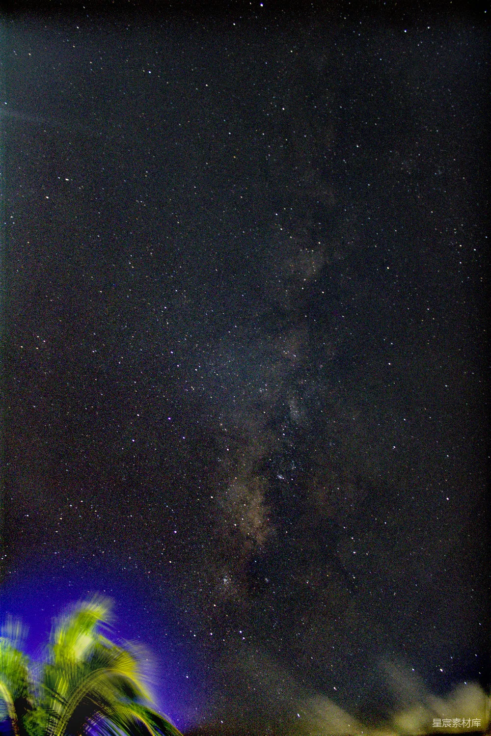 高清摄影  星空下的棕榈树