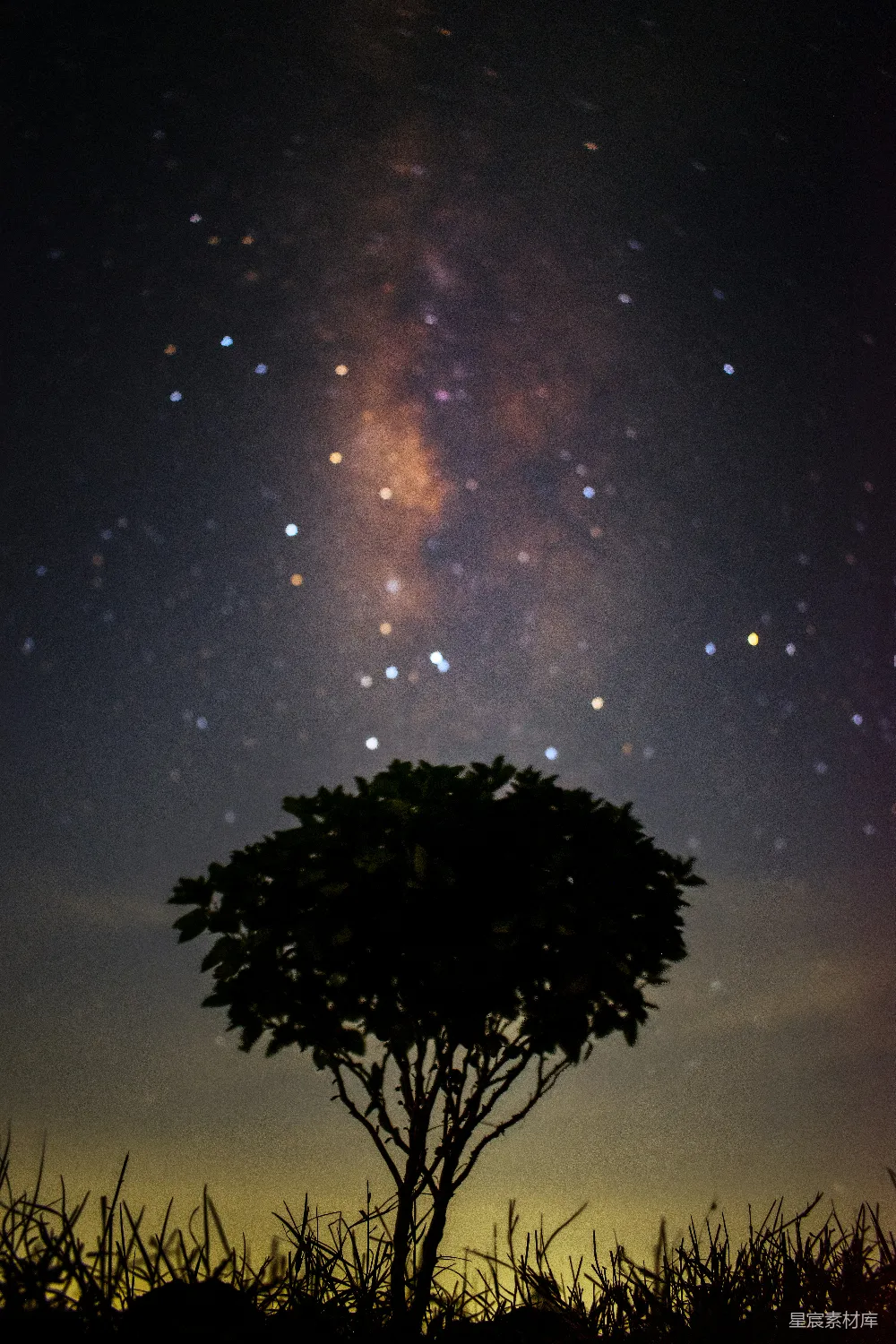 高清摄影 壁纸 一棵树在田野中，背景是满天星斗的天空。