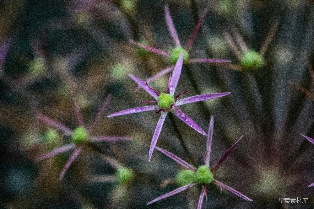 高清摄影  一株带有紫色花朵的植物的特写。