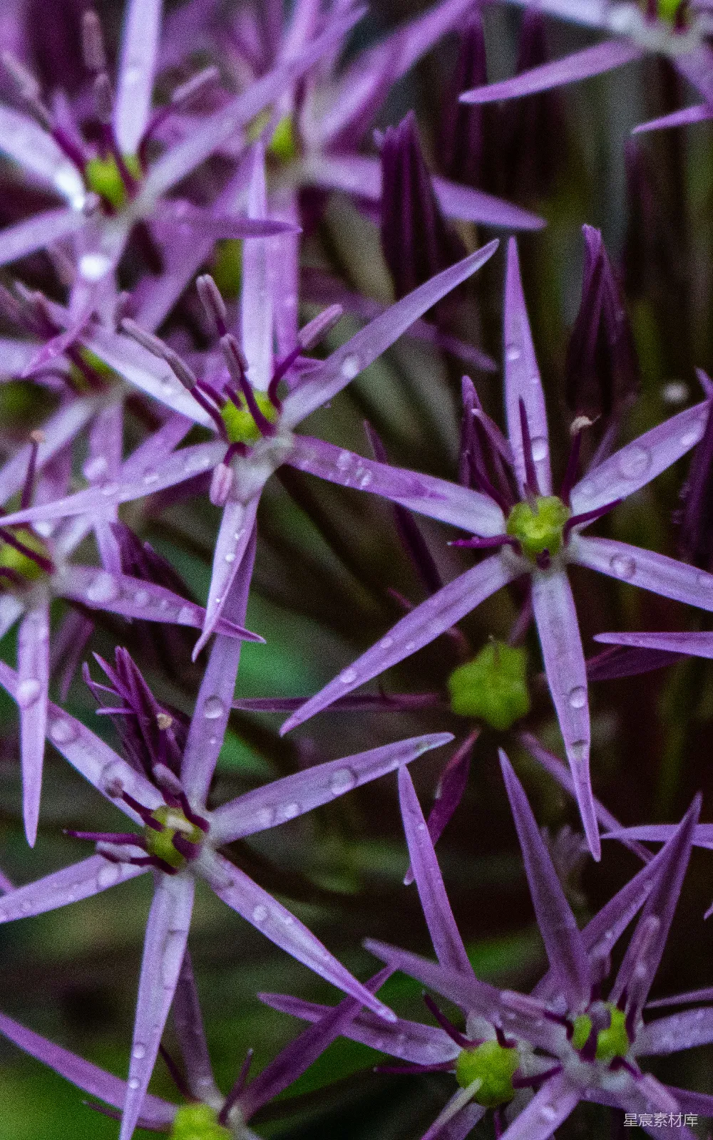 高清摄影  一簇紫色的花朵，上面有水滴。