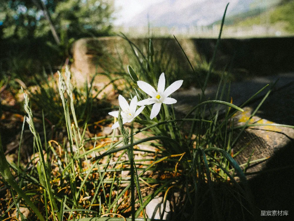 高清摄影  两朵娇嫩的白色野花在绿草中绽放。