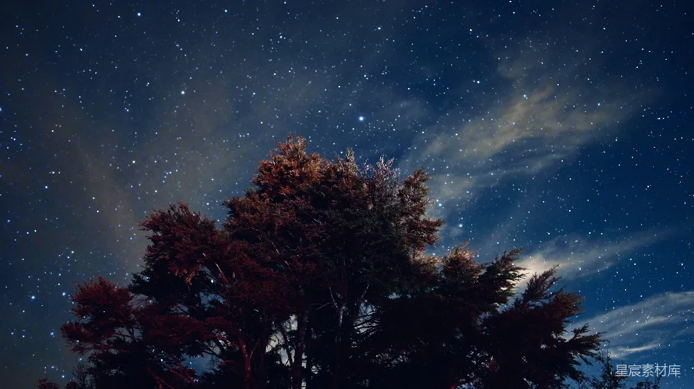 高清摄影 自然 夜晚蓝天下棕色的树