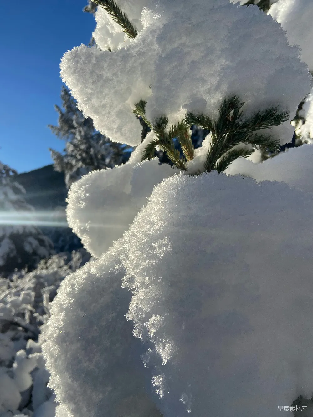 高清摄影 一棵覆盖着白雪的松树，背景是蓝天。