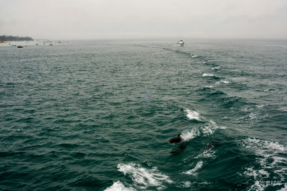 高清摄影  海豚在海洋中游泳的场景