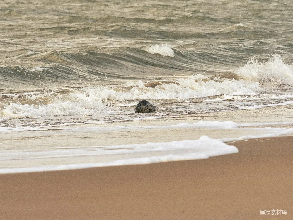 高清摄影  海浪拍打在海滩上的海豹