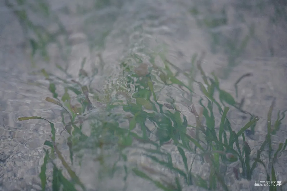 高清摄影  水中的植物特写
