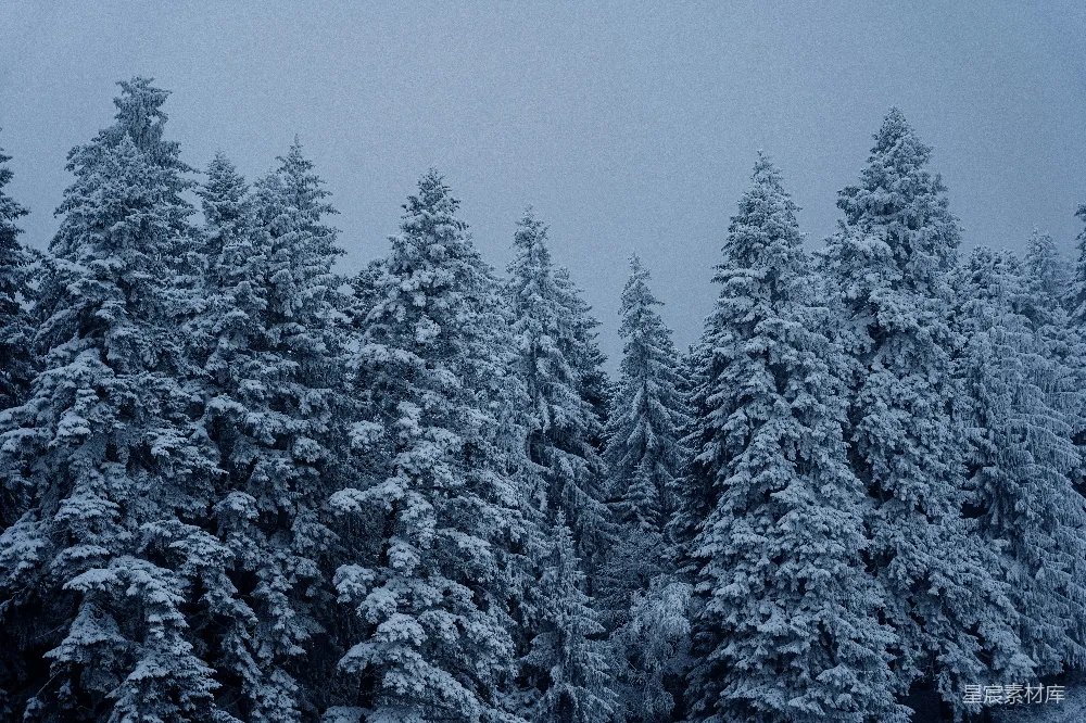 高清摄影  一片被雪覆盖的松树林