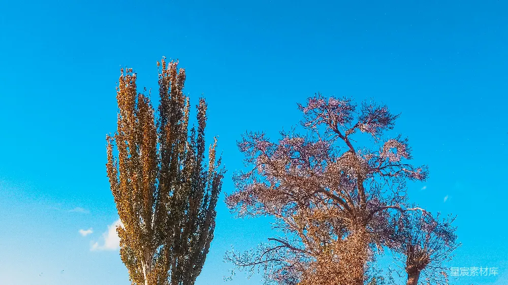 高清摄影  两棵站在泥土中的树