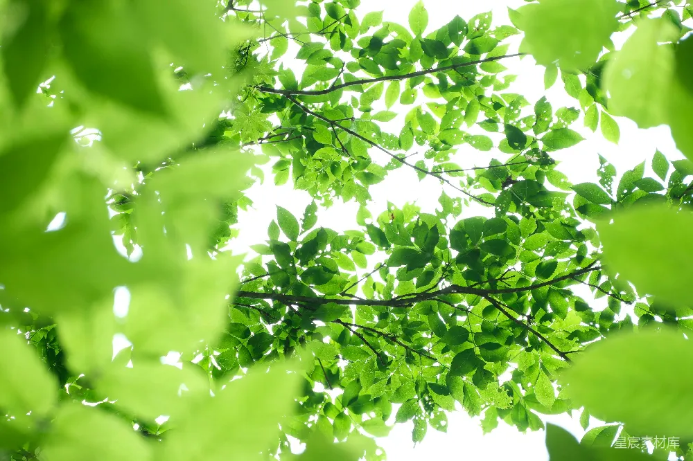 高清摄影  一棵绿叶繁茂的树仰望天空