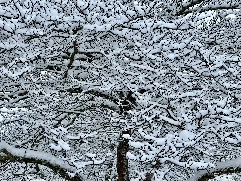 高清摄影  一棵被雪覆盖的树，前景中有一条长凳。