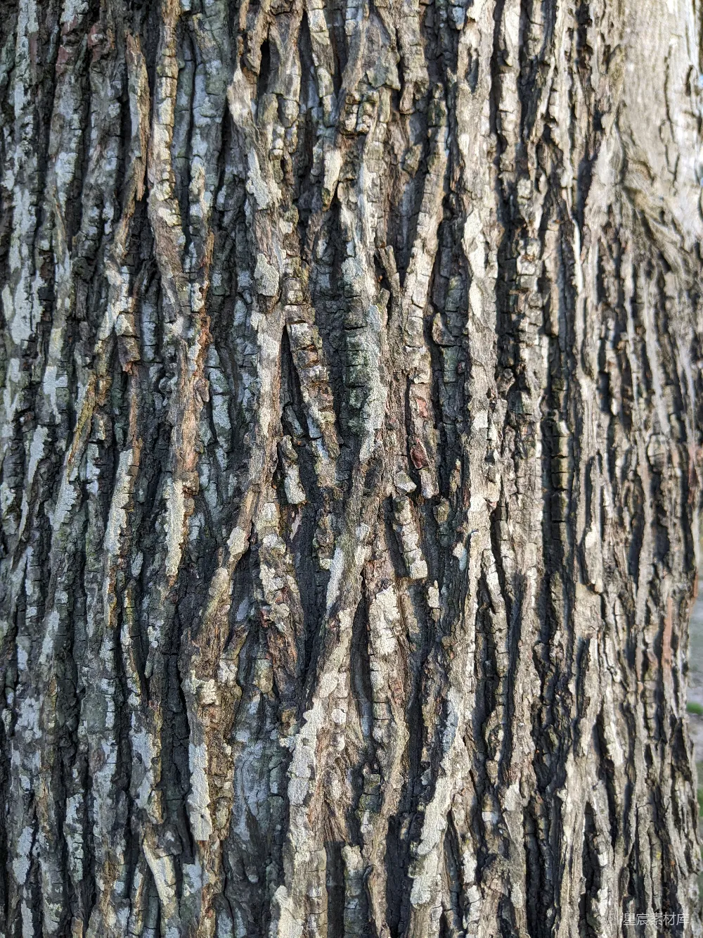 高清摄影  一张树木树皮的特写照片