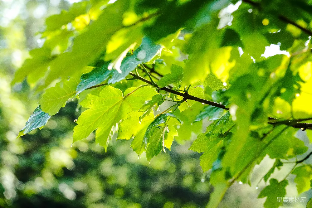 高清摄影  绿色植物的特写摄影