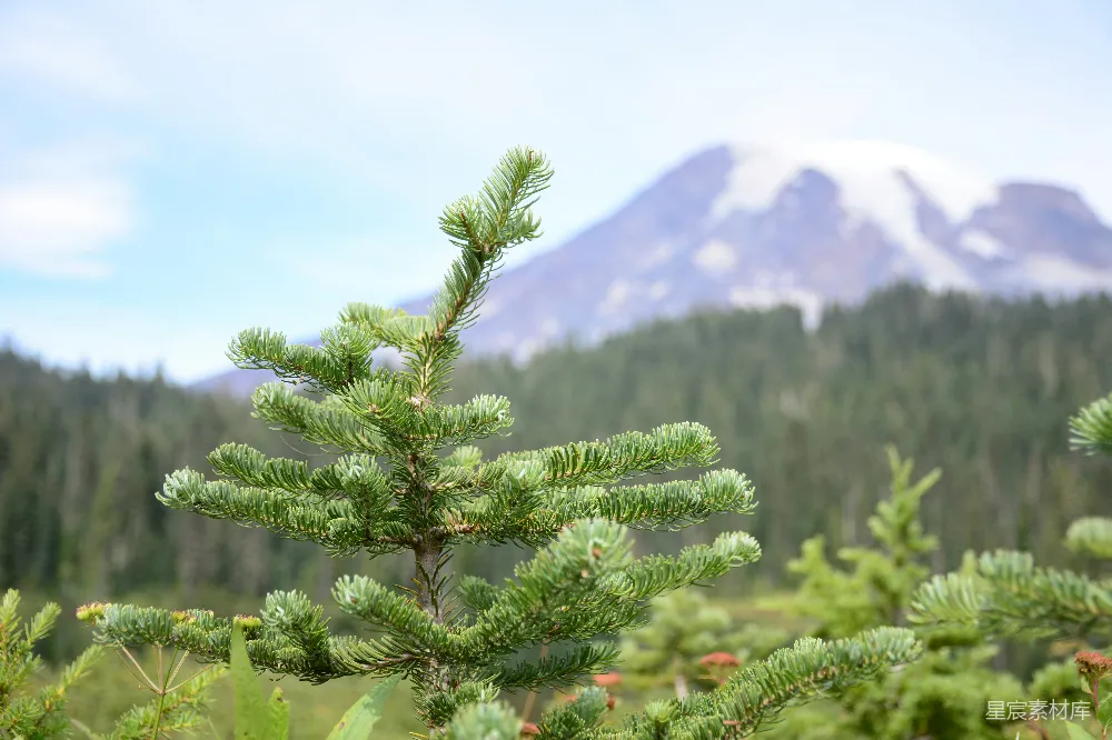 高清摄影  一棵松树，背景中有一座山。