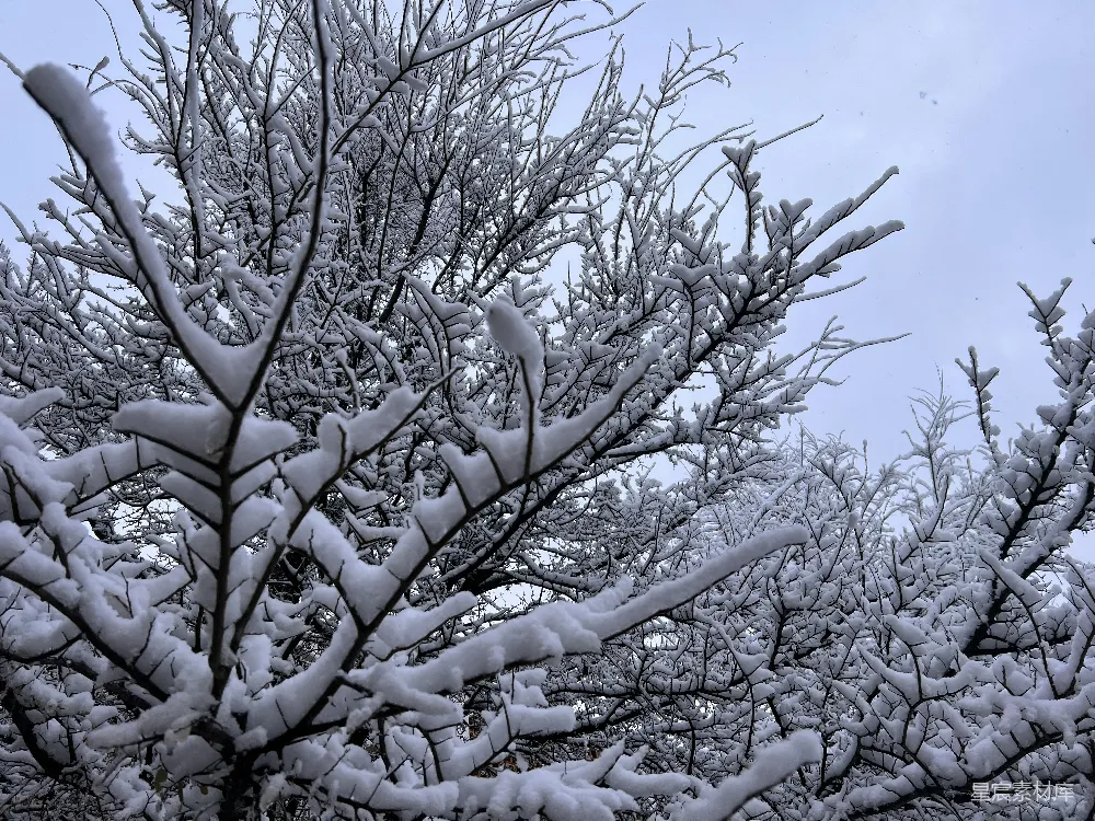 高清摄影  一棵被雪覆盖的树，枝繁叶茂。