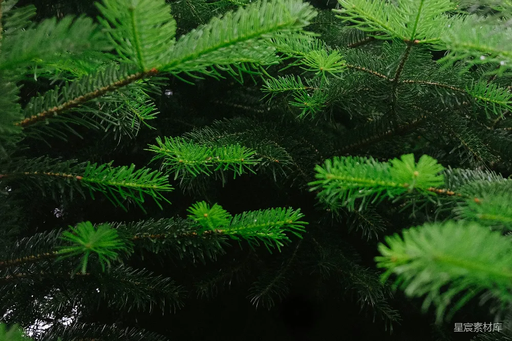 高清摄影  一棵松树枝的特写照片